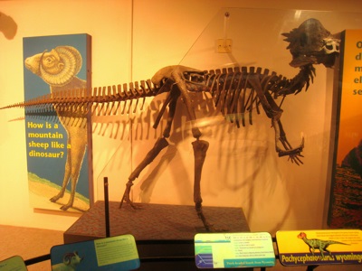 Pachycephalosaurus wyomingensis